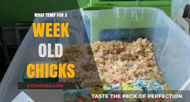 Optimal Brooder Temperature Guide for 3-Week-Old Chicks