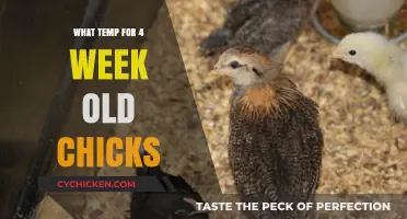 Optimal Brooder Temperature Guide for 4-Week-Old Chicks