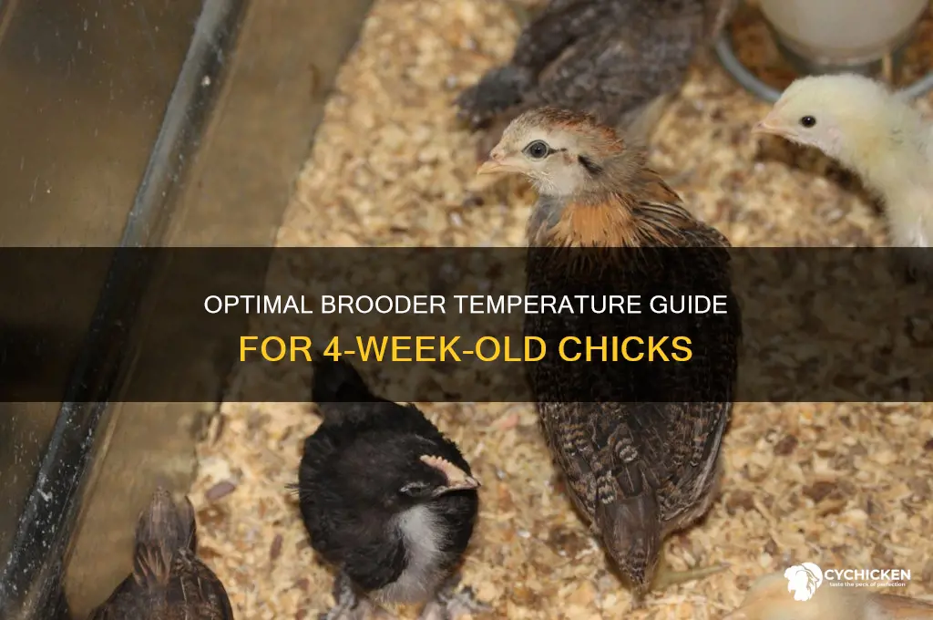 what temp for 4 week old chicks