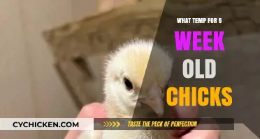 Ideal Brooder Temperature Guide for 5-Week-Old Chicks