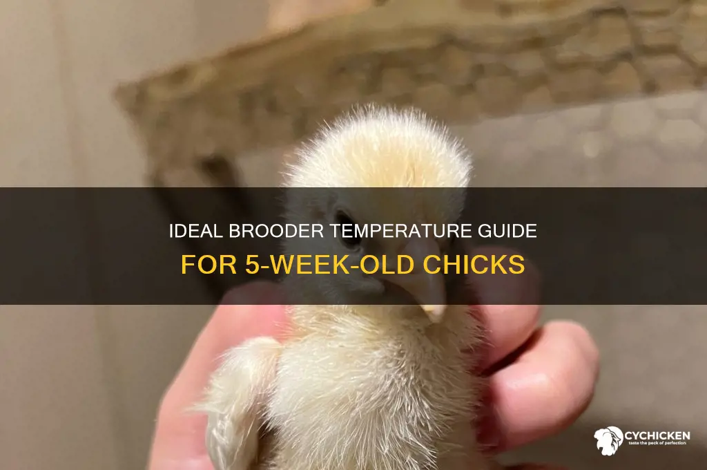 what temp for 5 week old chicks