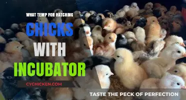 Optimal Incubator Temperature Guide for Hatching Healthy Chicks Successfully