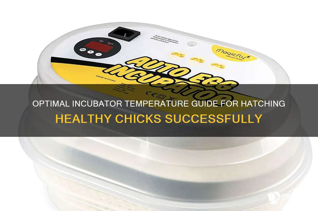 what temp for hatching chicks with incubator