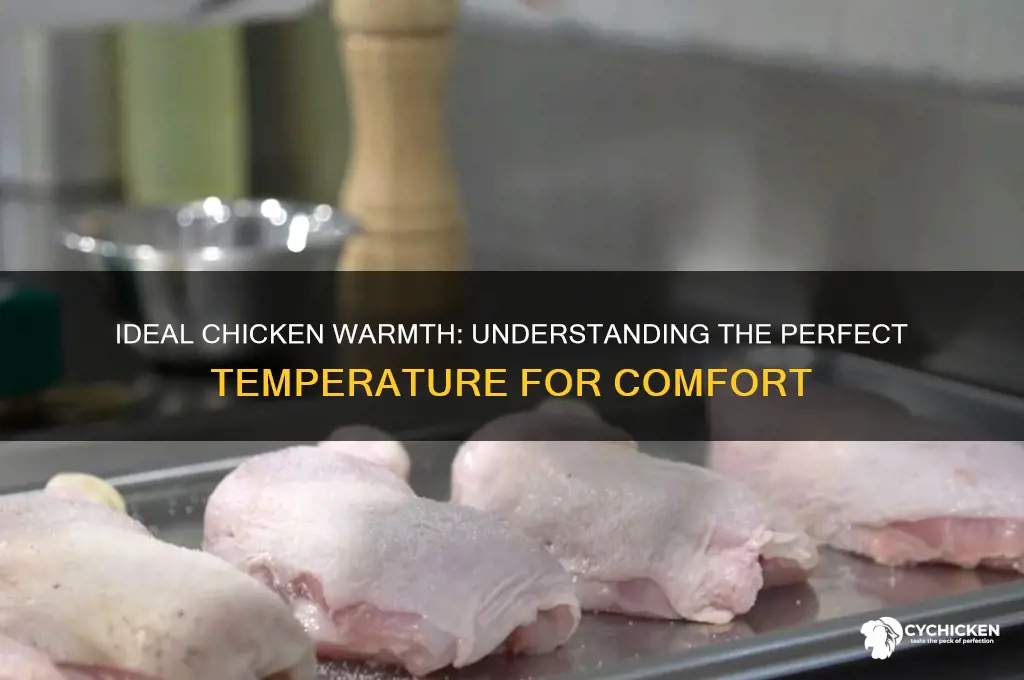 what temp is considered warm for chicken
