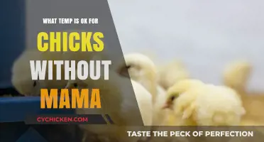 Safe Temperature Guide for Raising Chicks Without a Mother Hen
