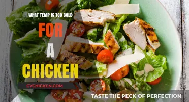 Chilling Truth: When Cold Temperatures Become Dangerous for Chickens