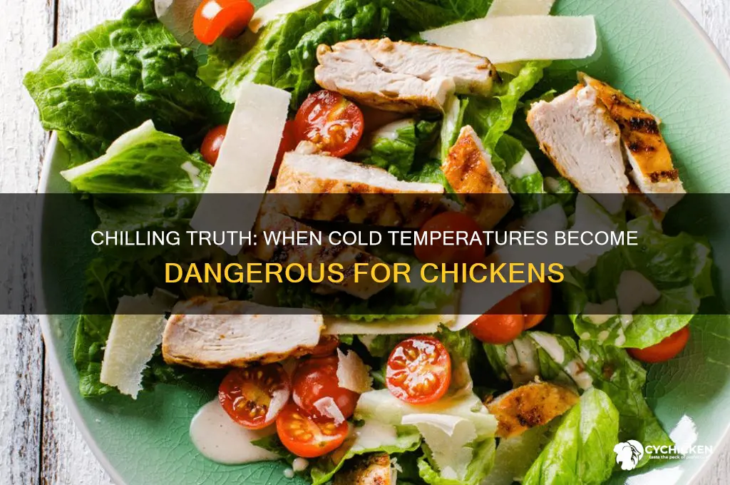 what temp is too cold for a chicken