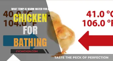 Ideal Water Temperature for Chicken Baths