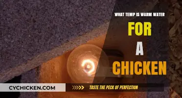 Ideal Warm Water Temperature for Chickens: A Simple Guide