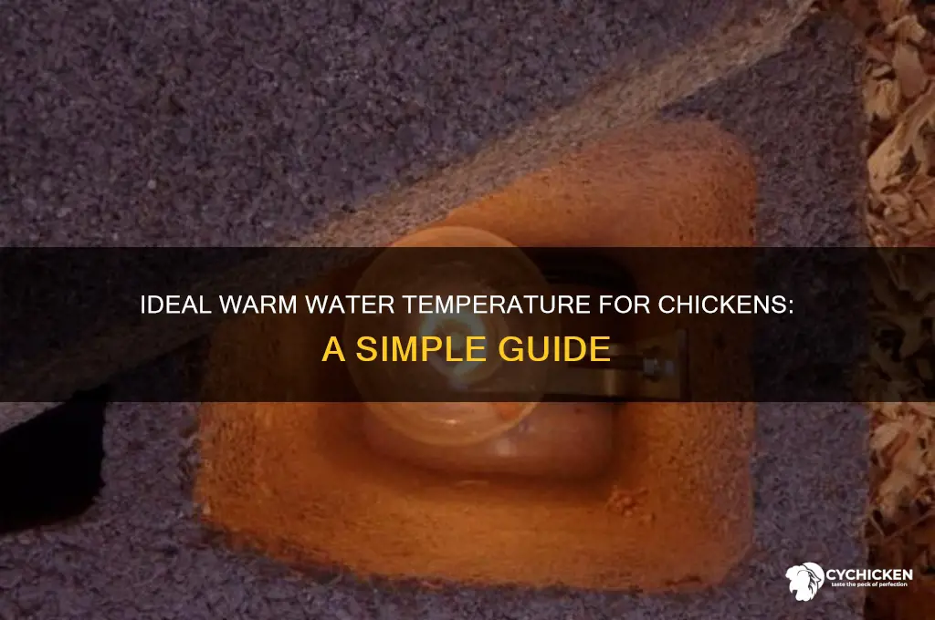 what temp is warm water for a chicken