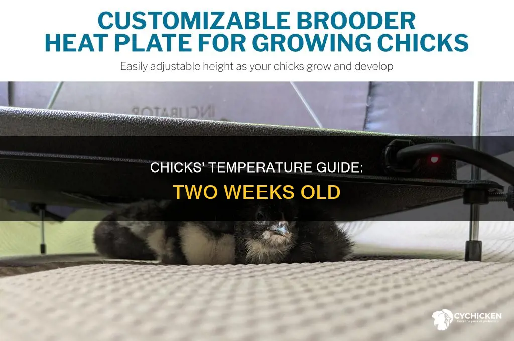 what temp should 2 week old chicks be kept at