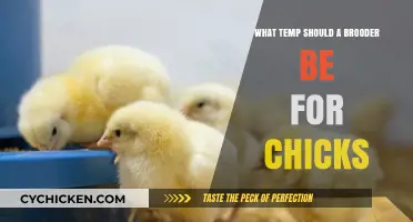 Optimal Brooder Temperature for Healthy and Happy Baby Chicks