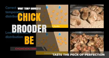 Optimal Chick Brooder Temperature Guide for Healthy Growth