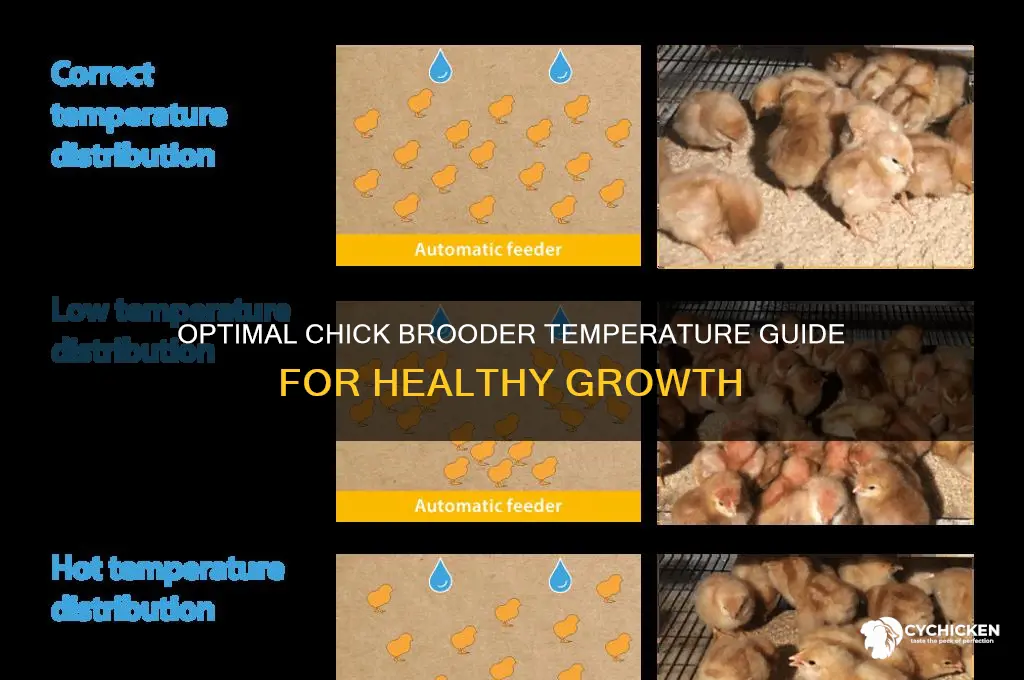what temp should a chick brooder be