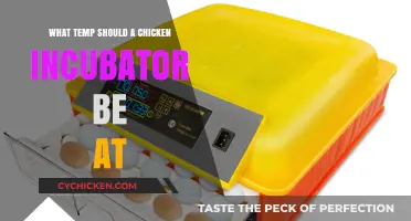 Optimal Chicken Incubator Temperature Guide for Successful Hatching