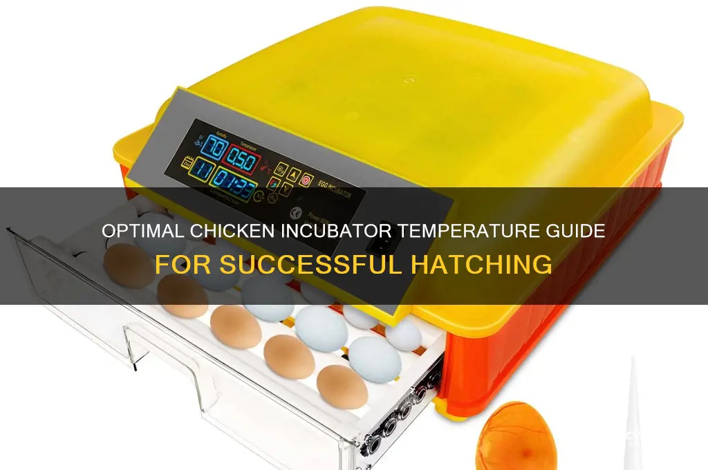 what temp should a chicken incubator be at