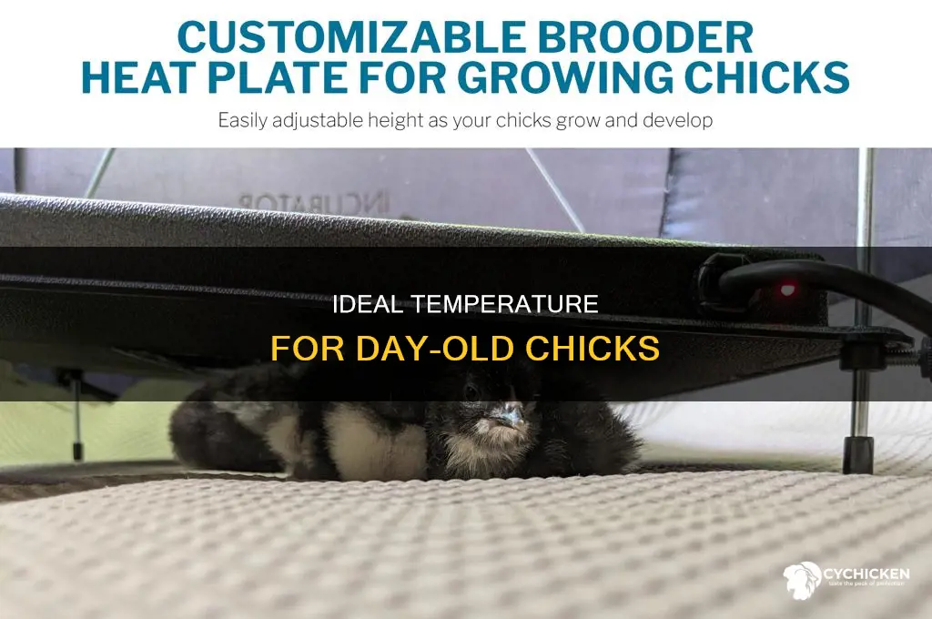 what temp should day old chicks be kept at