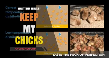 Optimal Brooder Temperature Guide for Healthy and Happy Chicks