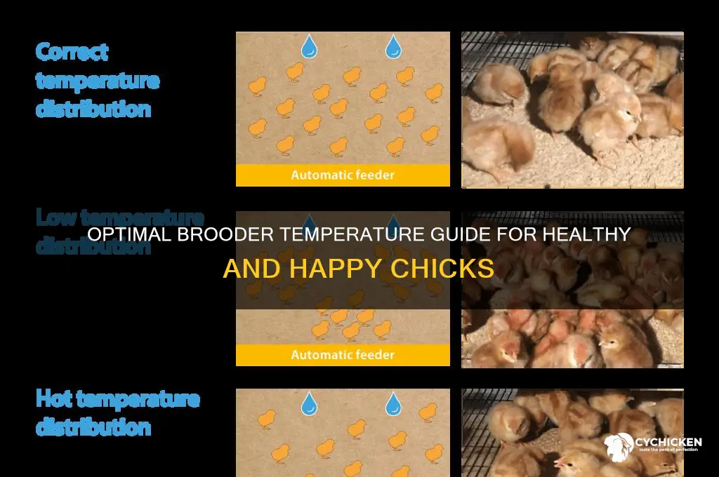what temp should i keep my chicks