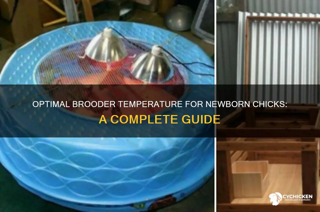 what temp should newborn chicks be kept at