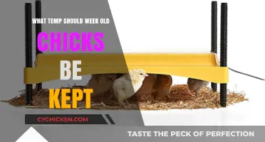Optimal Temperature for Week-Old Chicks: A Complete Care Guide