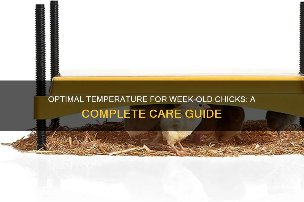 what temp should week old chicks be kept