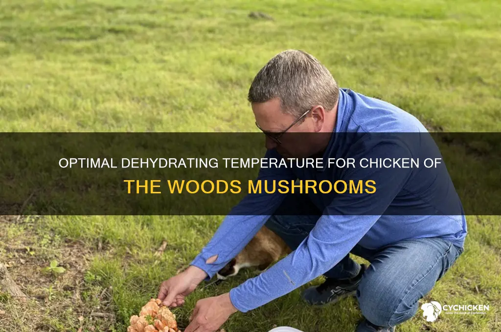 what temp to dehydrate chicken of the woods