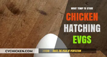 Optimal Temperature Guide for Storing Chicken Hatching Eggs Successfully