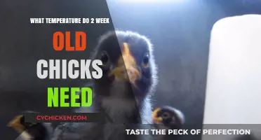 Ideal Brooder Temperature for Healthy 2-Week-Old Chicks: A Guide