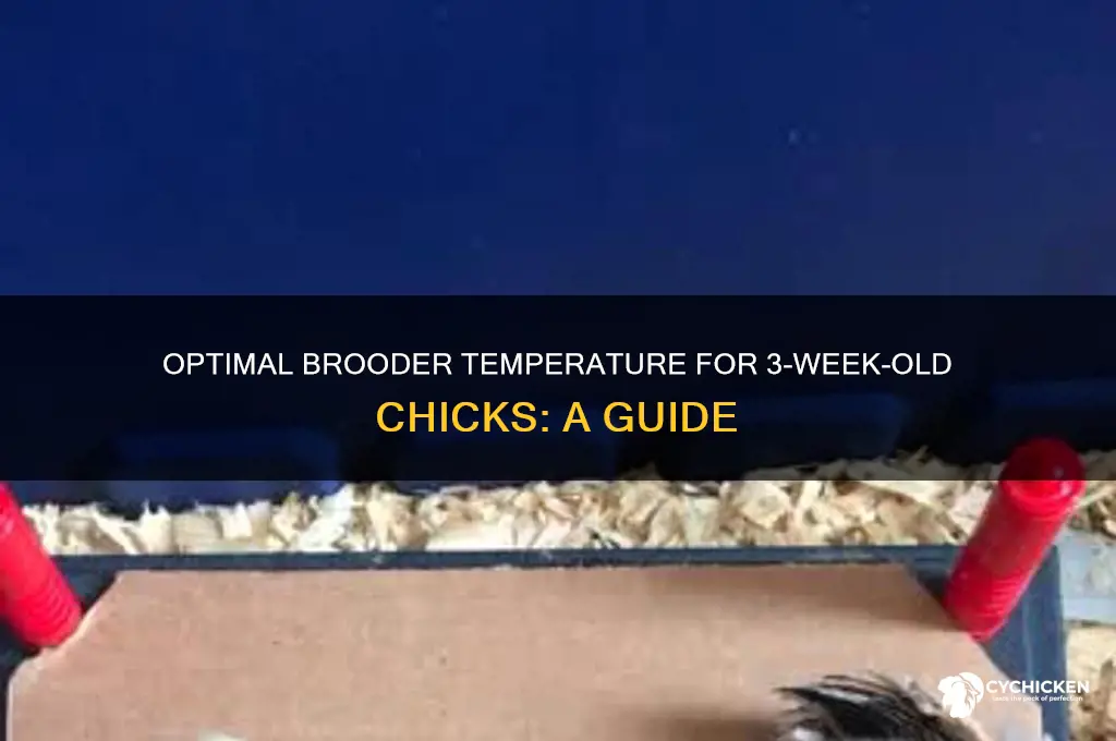 what temperature do 3 week chicks need
