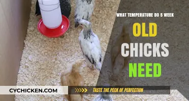 Optimal Brooder Temperature for 5-Week-Old Chicks: A Complete Guide