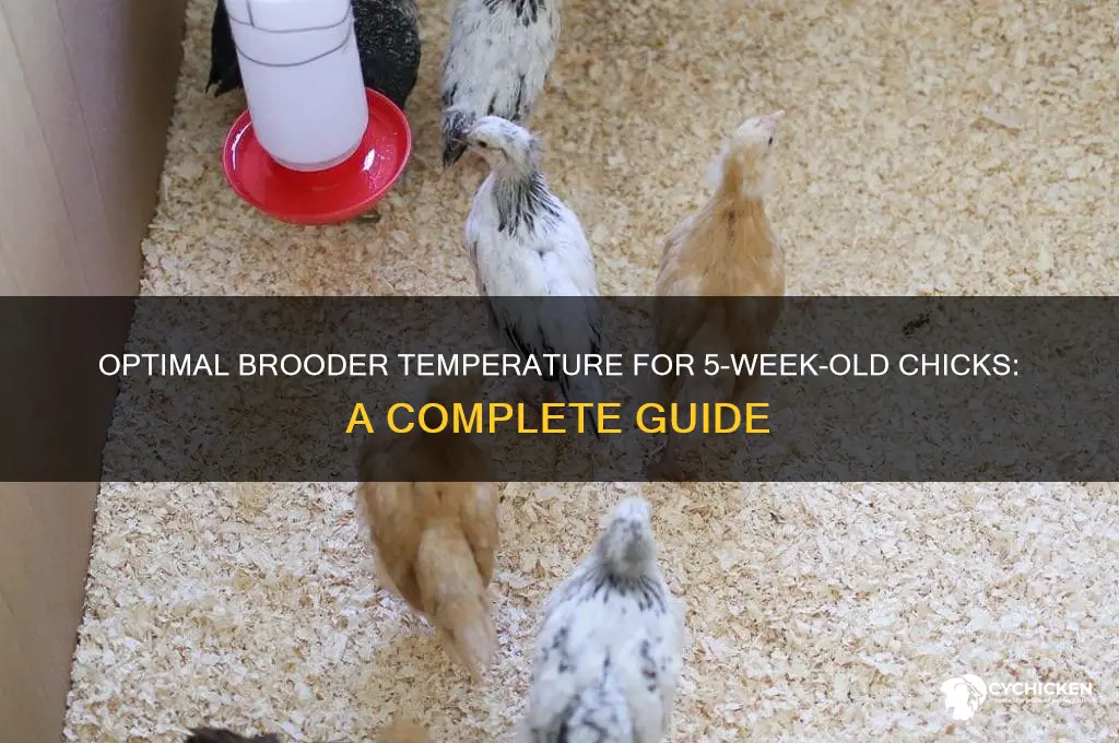 what temperature do 5 week old chicks need
