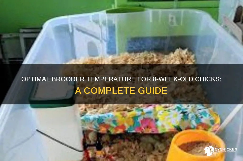 what temperature do 8 week old chicks need