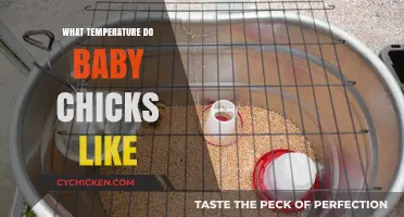 Ideal Brooder Temperature for Happy, Healthy Baby Chicks: A Guide