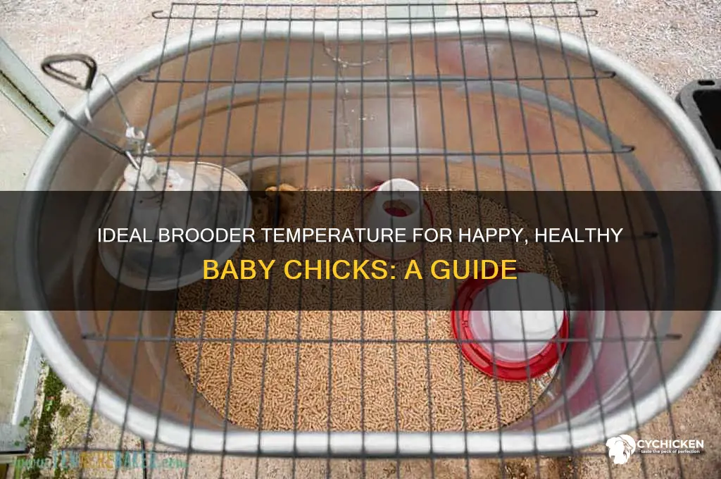 what temperature do baby chicks like