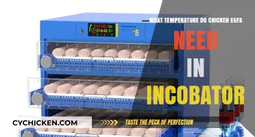 Optimal Incubator Temperature for Hatching Chicken Eggs: A Guide