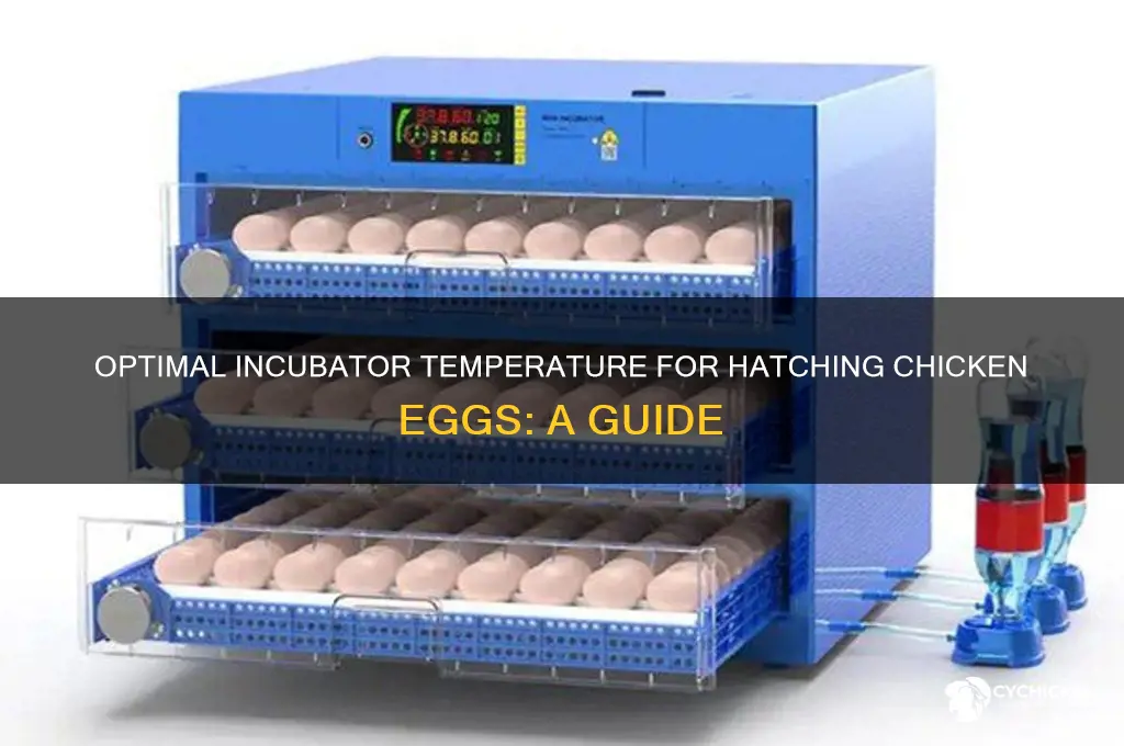 what temperature do chicken egfa need in incobator