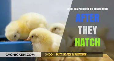 Optimal Brooder Temperature for Newly Hatched Chicks: A Complete Guide
