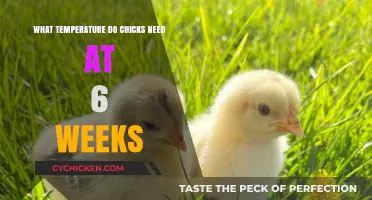 Optimal Brooder Temperature for 6-Week-Old Chicks: A Complete Guide