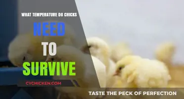 Optimal Brooder Temperature for Chick Survival: A Complete Guide