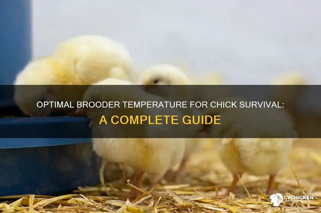 what temperature do chicks need to survive