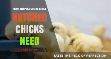 Optimal Brooder Temperature for Newly Hatched Chicks: A Complete Guide