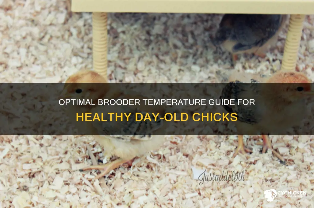 what temperature do you keep day old chicks