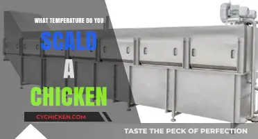 Scalding Chicken: The Perfect Temperature for Tender, Plucked Perfection
