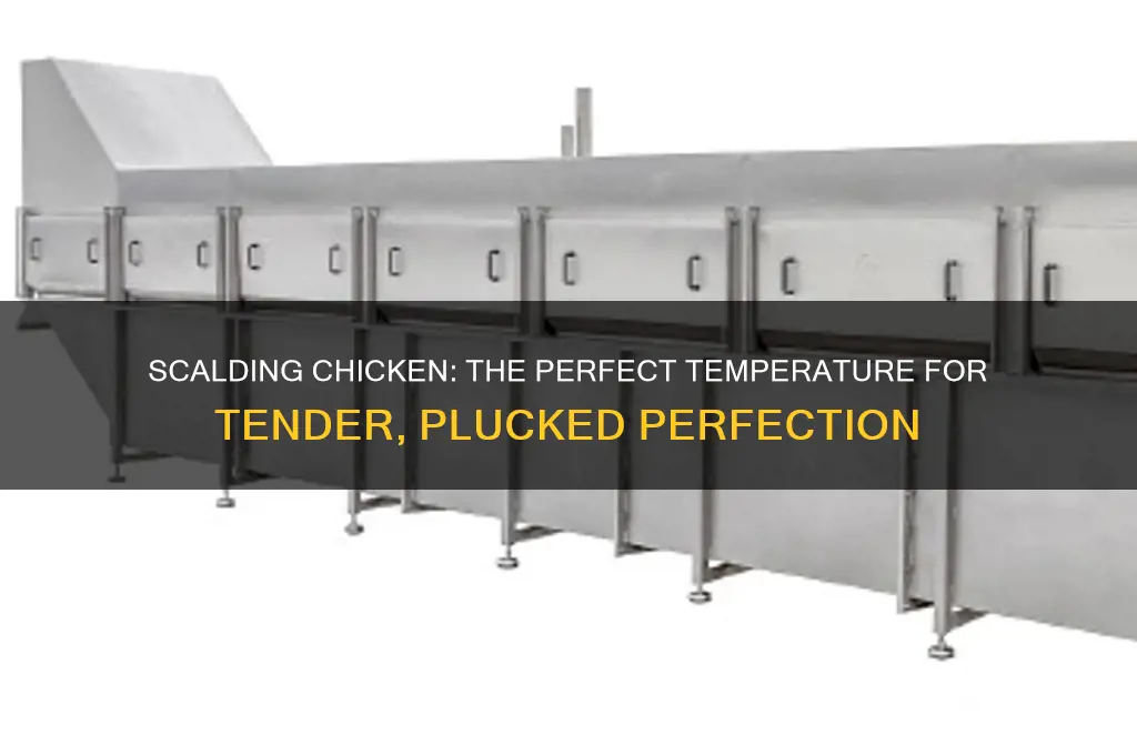 what temperature do you scald a chicken