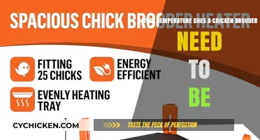 Ideal Brooder Temperature for Baby Chicks