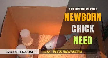 Optimal Brooder Temperature for Newborn Chicks: A Complete Guide