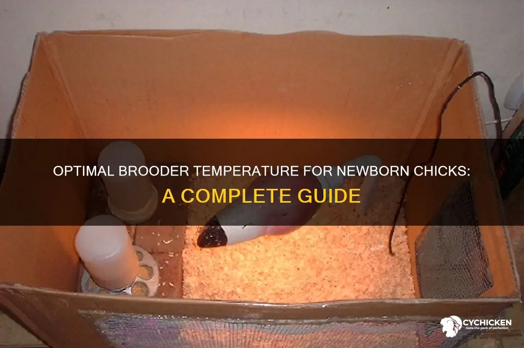 what temperature does a newborn chick need