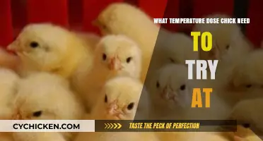 Optimal Brooding Temperatures for Healthy Chick Growth and Development