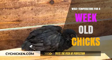 Optimal Brooder Temperature Guide for 4-Week-Old Chicks